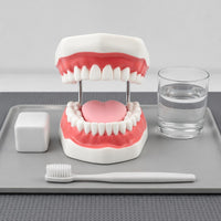 Visible Mouth Interior Brushing Practice Model Coil Hinges Tooth Brushing Model Pink Gums Teaching Aid