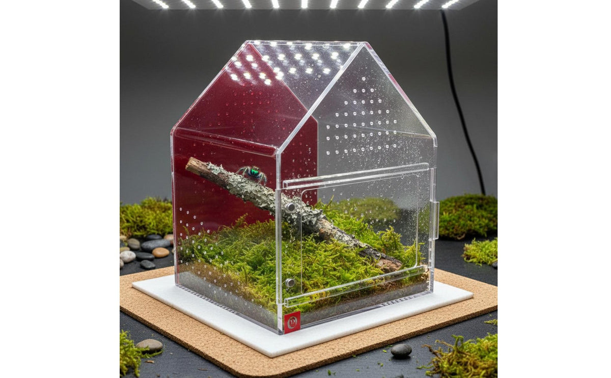 Breathable Design Jumping Arachnid Enclosure Easy Assembly Breeding Box Terrarium