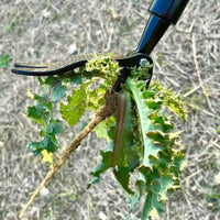 Detachable Stand up Weed Puller No Bending 4-Claw Root Remover Labor Saving Stand up Weeder All Steel for Gardeners, Seniors, Garden, Backyard
