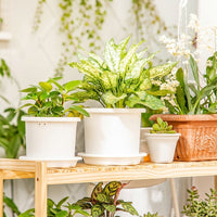 Plant Saucers and Drip Tray for Outdoor Plants, Resin Plant Pot Stand, Single Pack, Various Colors, Plant Trays for Home Decor and Balcony