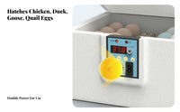 Water Bed Egg Hatchery Constant Temperature Small Egg Hatcher Air Circulation System Household Fowl Hatchery for Hobbyists, Beginners, Classroom