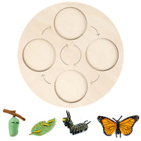 Life Cycle Board Child-Centered Life Cycle Activity Board Sensory Play