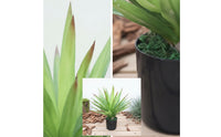 Artificial Potted Plant Authentic-Seeming Artificial Plant in Pot Realistic for Shelves, Countertops, Window Displays