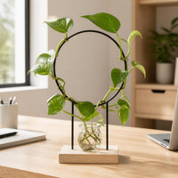 Iron Art Hydroponic Plant Climbing Trellis with Wooden Base, Round/Spiral Desktop Support for Potted Plants