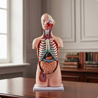 Human Physiological Model 85 Cm Physiological Model with Base Educational for Educators, Teachers, Classroom, Biology Lab, School