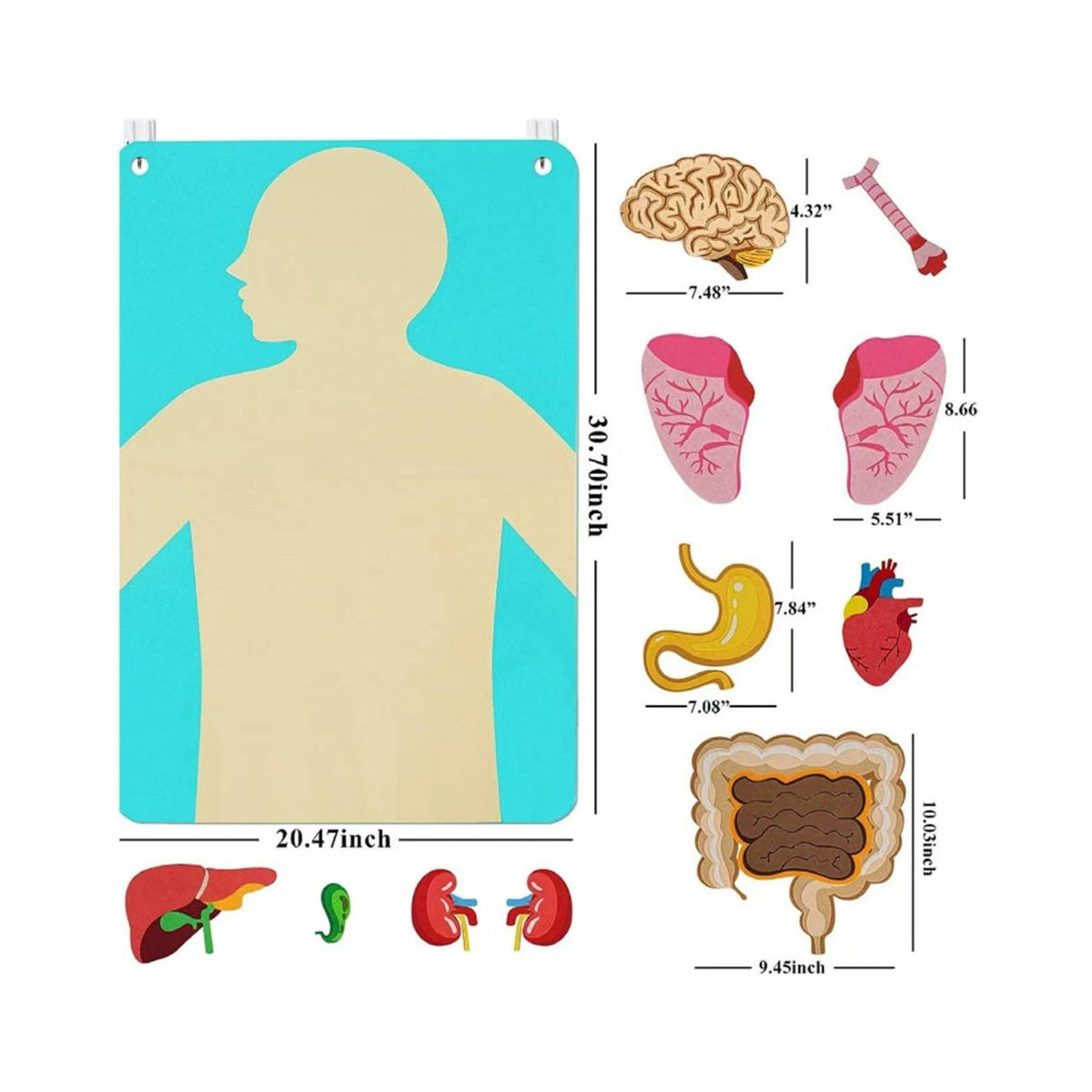 22 Pieces DIY Learning Organ Placement Busy Board Interactive Play Human Body Activity Set Early Education Human Structure Cognitive Chart 3D Organs for Homeschooling