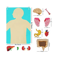 22 Pieces DIY Learning Organ Placement Busy Board Interactive Play Human Body Activity Set Early Education Human Structure Cognitive Chart 3D Organs for Homeschooling