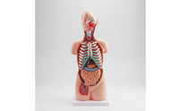 Human Physiological Model 85 Cm Physiological Model with Base Educational for Educators, Teachers, Classroom, Biology Lab, School