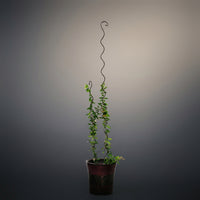 Garden Trellis and Plant Supports for Outdoor Plants, Heavy Duty Metal Plant Support for Indoor Plants, Single Spiral Plant Sticks Support Stakes