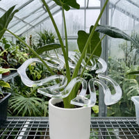 Sturdy Monstera Plant Bundling Circle Reusable Transparent Plant Fixator Versatile Use Gardening Supply Decorative for Indoor Plants, Home Decor, Office