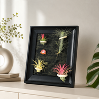 Hanging Plant Frame, Black Tillandsia Holder, Square MDF Plant Frame, Retro Wall Decor for Office & Bedroom