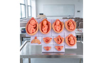 10 Pieces Fetal Development Process Model Structural Fetal Development Model Realistic for Teachers