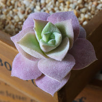 Flocked Artificial Succulent Plants for Floral Arrangements and Home Decor