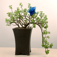 Lucky Star Self-Watering Planter for Indoor Plants