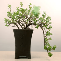 Lucky Star Self-Watering Planter for Indoor Plants