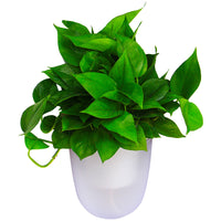 Oulinze Self-Watering Corner Wall-Mounted Planter for Indoor Plants
