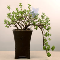 Lucky Star Self-Watering Planter for Indoor Plants