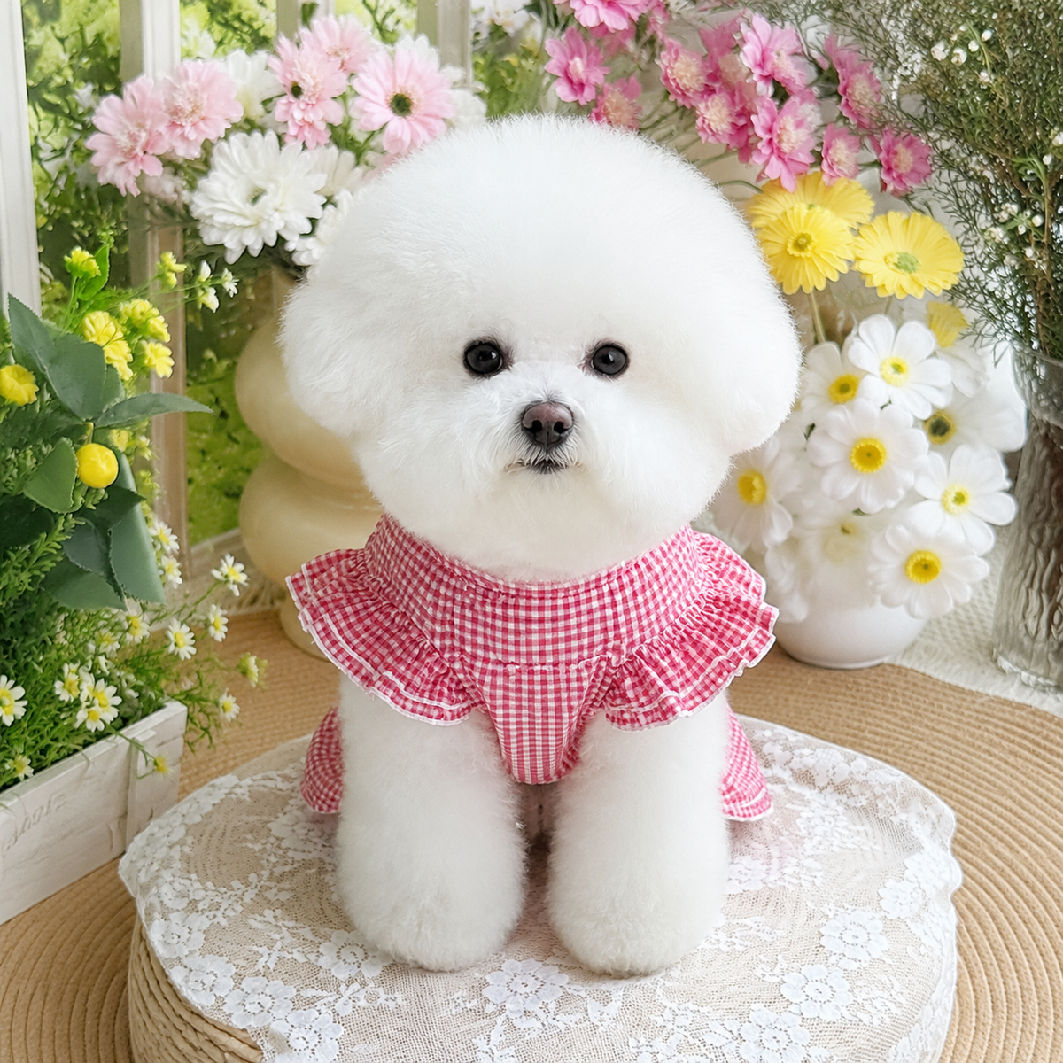 pet dress