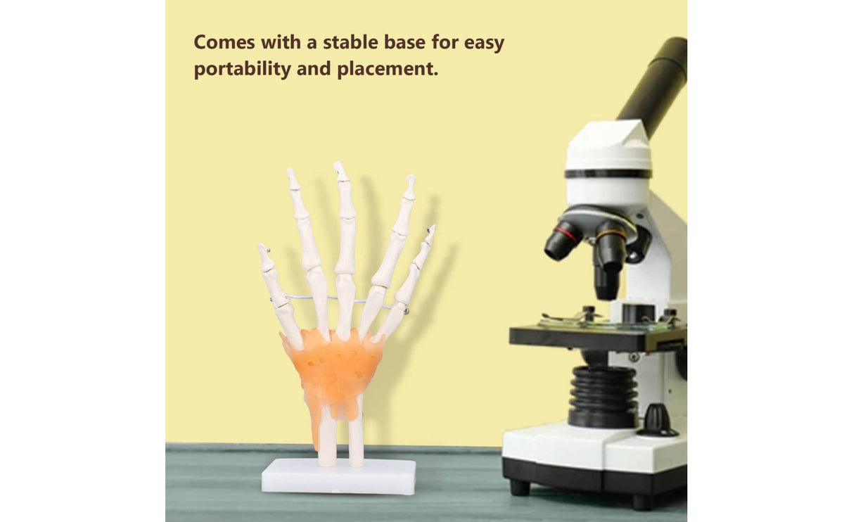 Educational Use Hand Skeleton Model Life Size Hand Bone Model Anatomically Accurate PVC Material for Students, Teachers, Medical Trainees, Classroom, Training Room, Medical Facility