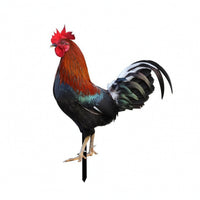 Acrylic Garden Insert Printed Chicken Decorative Stakes Lightweight for Lawn