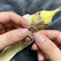 Bird Leash and Parrot Leash with Leg loop, transparent spiral Bird Training Leash, Flying Rope for Birds, Pet Bird Training Supplies Outdoor
