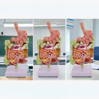Large Intestine Model with Stomach Structural Digestive System Model with Colon Teaching for Doctors