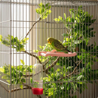 Bird Chewing Perch Interactive Parrot Perch Simple to Clean to Hygienic Companion Bird Play Stand