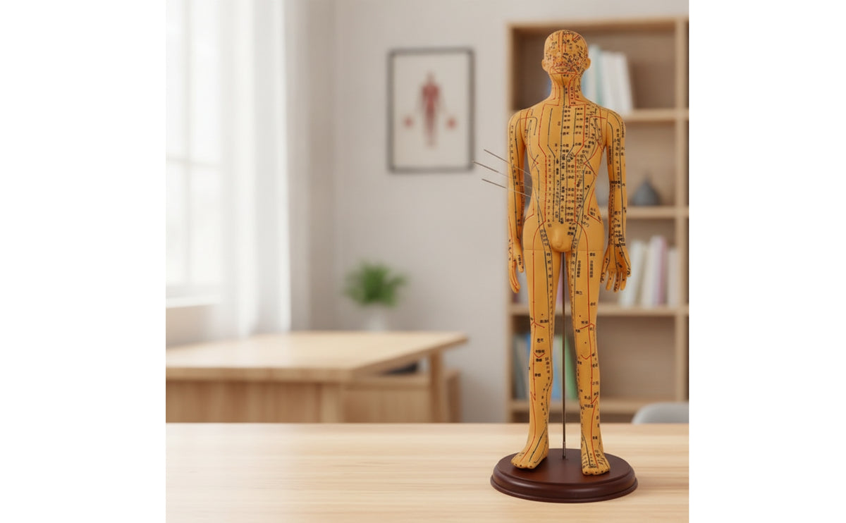 Acupressure Model Accurate Acupressure Model with Stand Meridian Mannequin for Acupuncturists, Teachers, Classroom, Professional Office