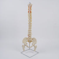 Human Skeleton Model with Stand Detailed Structural Skeleton with Nerves Scientifically Accurate Spine Model for Chiropractors, Teachers