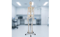 Human Skeleton Model Full-Body Skeleton Model with Stand Structural for Medical Students, Teachers, Classroom, Research Facility