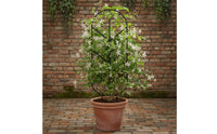 4 Pieces Metal Plant Trellis Tall Trellis with Arched Top Indoor Climbing Frame for Balcony
