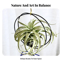 Tillandsia Display Rack Space-Saving Air Plant Holder Hanging Air Plant Display Soilless Coil Tillandsia Stand Sturdy