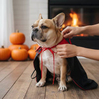 Dog Cape with Collar Black Canine Cape Glossy for Dogs, Pets
