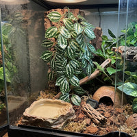 Realistic Vines and Artificial Hanging Plants, Hanging Fake Vines with Suction Cups, Foliage for Glass and Flat Surface Decoration
