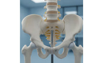 Spine Model with Pelvis Life-Size Human Spine Model Educational for Medical Students, Chiropractors, Classroom, Scientific Workspace