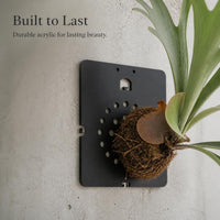 Acrylic Wall-Mounted Plant Mounting Board for Staghorn Ferns Orchids