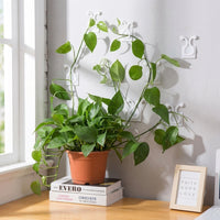 Outdoor Plants and Indoor Plant Support, Leaf-Shaped Adhesive Plant Clips for Climbing Plants, Green Wall Clips for Tomato Plant, 50 Piece Set