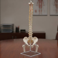 Human Skeleton Model with Stand Detailed Structural Skeleton with Nerves Scientifically Accurate Spine Model for Chiropractors, Teachers
