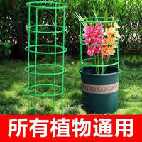 Garden Trellis for Climbing Plants, Rose Support, Potted Plant Stand