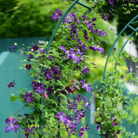 16-Tube Peacock Green Arch Trellis for Climbing Plants, Stainless Steel Legs, Easy Assembly Outdoor Iron Art Pergola