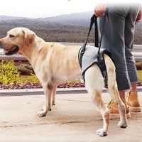 Pet Dog Rear Leg Support Harness for Hip Dysplasia and Injury Recovery