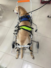 Four-Wheel Pet Wheelchair for Disabled Senior Dogs - Labrador, Alaskan Malamute, Golden Retriever