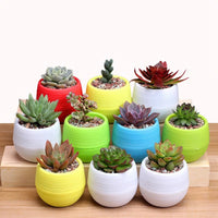 Self-Watering Succulent Planter Pot for Indoor Outdoor Plants