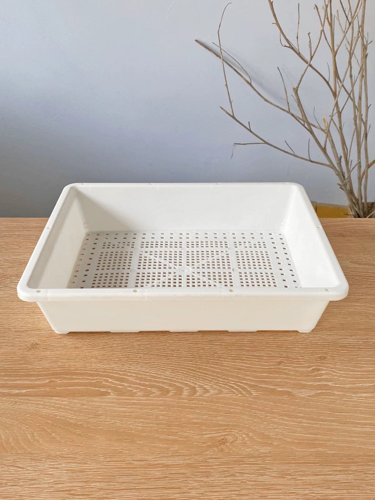 Seedling Tray with 20 Cells and Optional Humidity Dome for Succulents and Plant Propagation