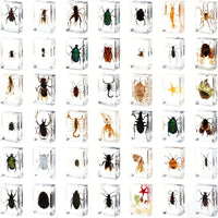 Real Insect Specimen in Clear Amber Resin Block for Educational Observation
