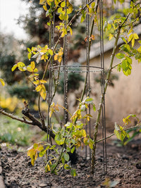 Metal Garden Trellis for Climbing Plants, Roses, Clematis - Plant Support Stake