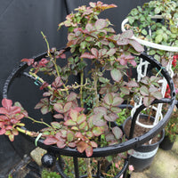Garden Assembled Plant Support Trellis for Climbing Roses and Clematis, Umbrella Shape
