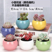 Jinglang Gardening Succulent Planter Pot with Cute Animal and Fruit Designs for Home Decor