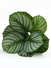 Artificial Potted Green Plant for Home Decor