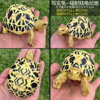 Realistic Tortoise Model Reptile Craft Ornament for Sulcata Red-Footed Radiated Hermann's Tortoises